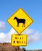 Mule Crossing Oatman Arizona