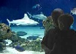 Albuquerque Aquarium