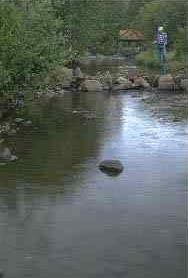 CoyoteCreek-NMStateParks.jpg (188x278 -- 9178 bytes)