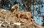 Bighorn Sheep Postcard