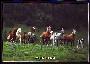 Montana Horses Postcard
