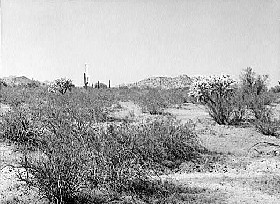 Arizona Desert