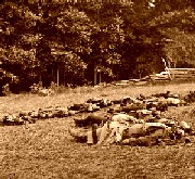 Confederate dead at Gettysburg