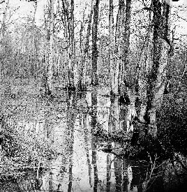 White Oak Swamp