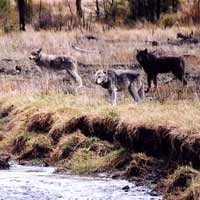 Wolf Pack