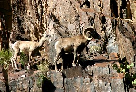 Wildlife at the Grand Canyon