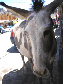 Burro in Oatman, Arizona