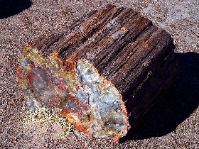 Petrified Wood