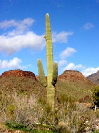Saguraro Cactus near Oatman, Arizona