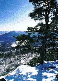 Ouachita National Forest