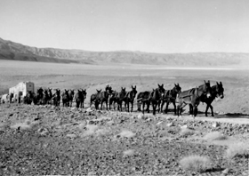 20-mule team crossing Panmint Valley, California