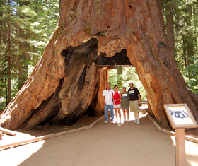 Calaveres Big Trees State Park