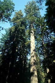 The California Redwoods