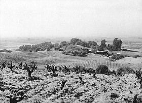 California Vineyard in 1942