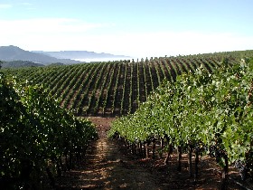Napa Valley Vineyard