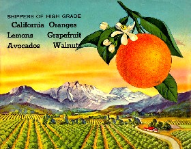 Citrus groves of California