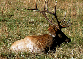 bull Elk