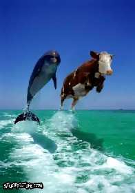 Cow and Dolphin