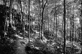 Kentucky Forest