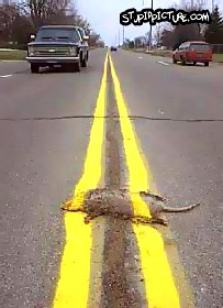 Road Kill
