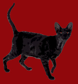 Black cat