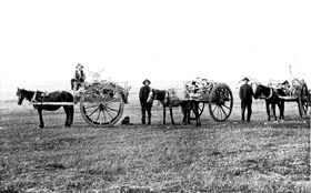 Gathering buffalo bones