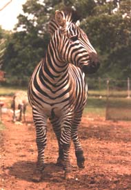 Springfield Missouri Zoo