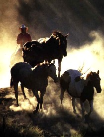 Montana Cowboy