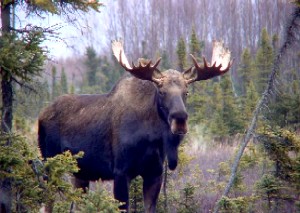 Moose