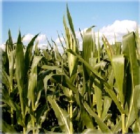Corn Field