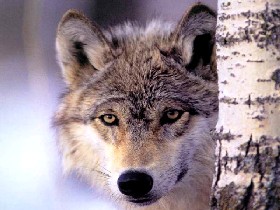 Wolf