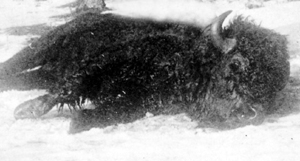 dead buffalo