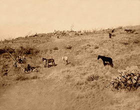 Geronimo's camp in 1886