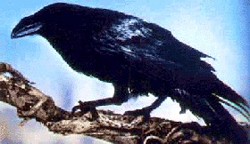 Raven