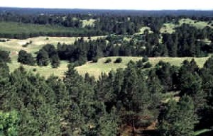 Halsey National Forest