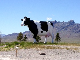Nevada Cow