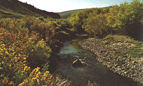 Reese River, Nevada