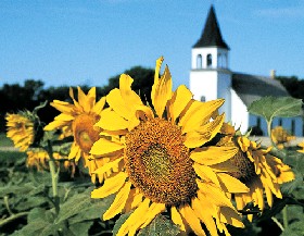 North Dakota Sunflowers