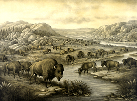 Buffalo at rest