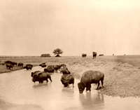 Old West Photo Prints and Downloads