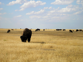 Buffalo in South Dakota