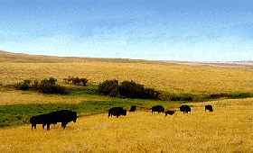 Buffalo on the range
