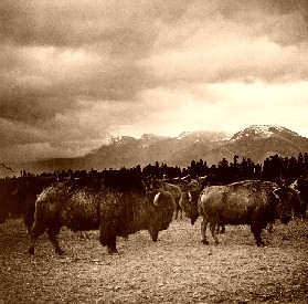 Buffalo