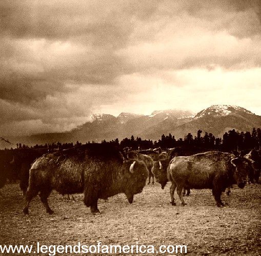Buffalo on the Plains