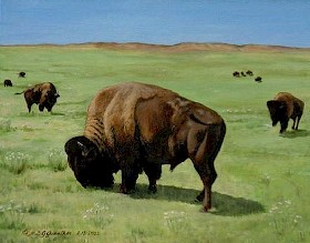 Buffalo Grazing