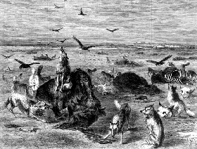 Slaughtered buffalo