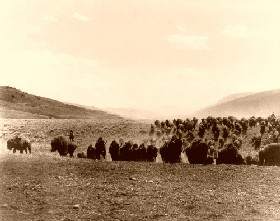 Buffalo Stampede