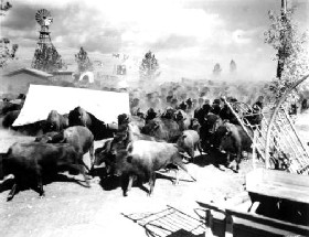 Buffalo Stampede