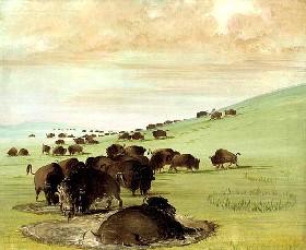 Buffalo Wallow