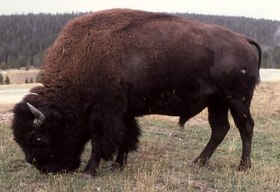 Bull Buffalo